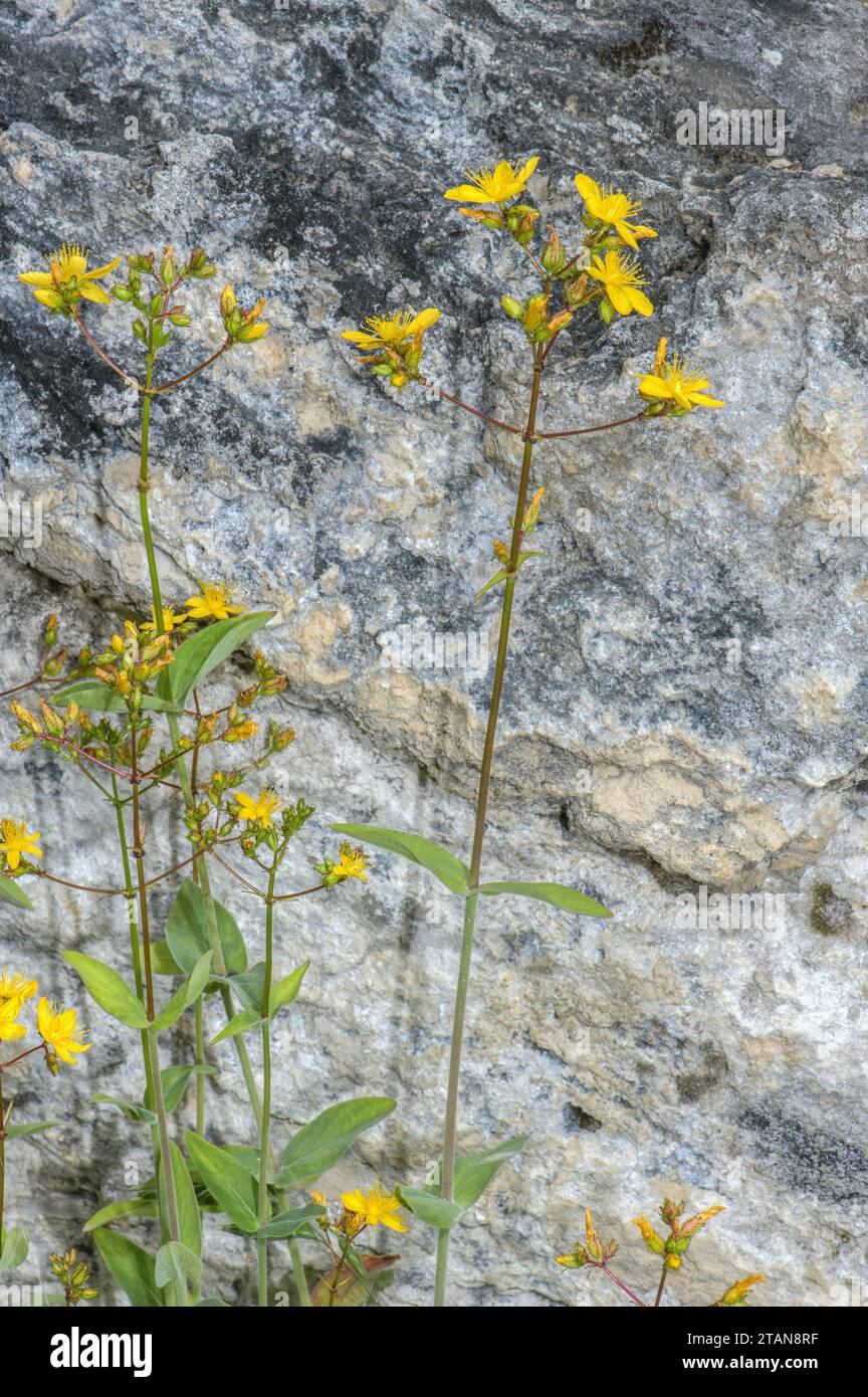 Pale St John’s Wort, Hypericum montanum in flower on dry bank. Stock Photo