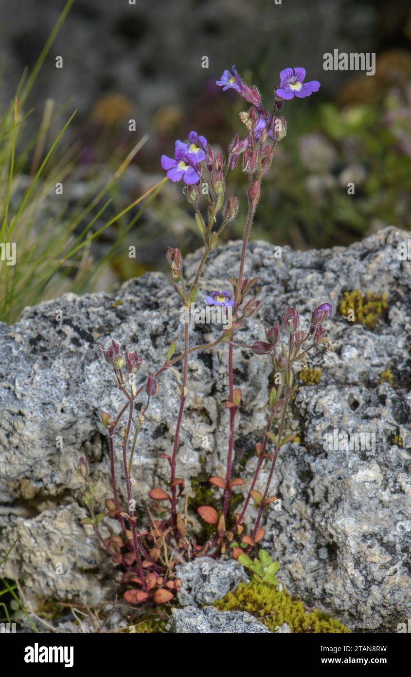 Dwarf Snapdragon, Chaenorhinum origanifolium,in flower on rocky bank. Stock Photo