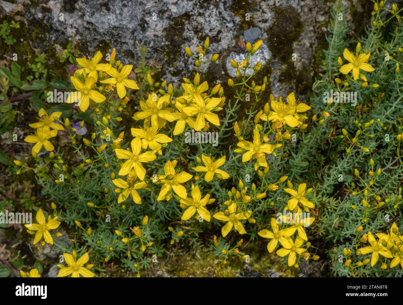 Yellow coris, Hypericum coris, in flower on limestone rocks, Italy. Stock Photo