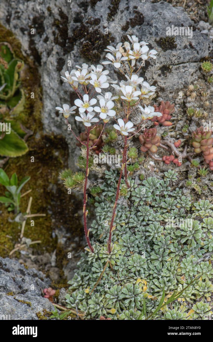 Spoon-leaved saxifrage, Saxifraga cochlearis in flower in the Maritime Alps. Stock Photo