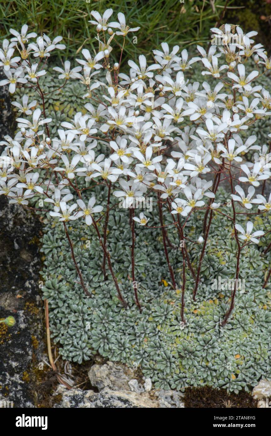 Spoon-leaved saxifrage, Saxifraga cochlearis in flower in the Maritime Alps. Stock Photo