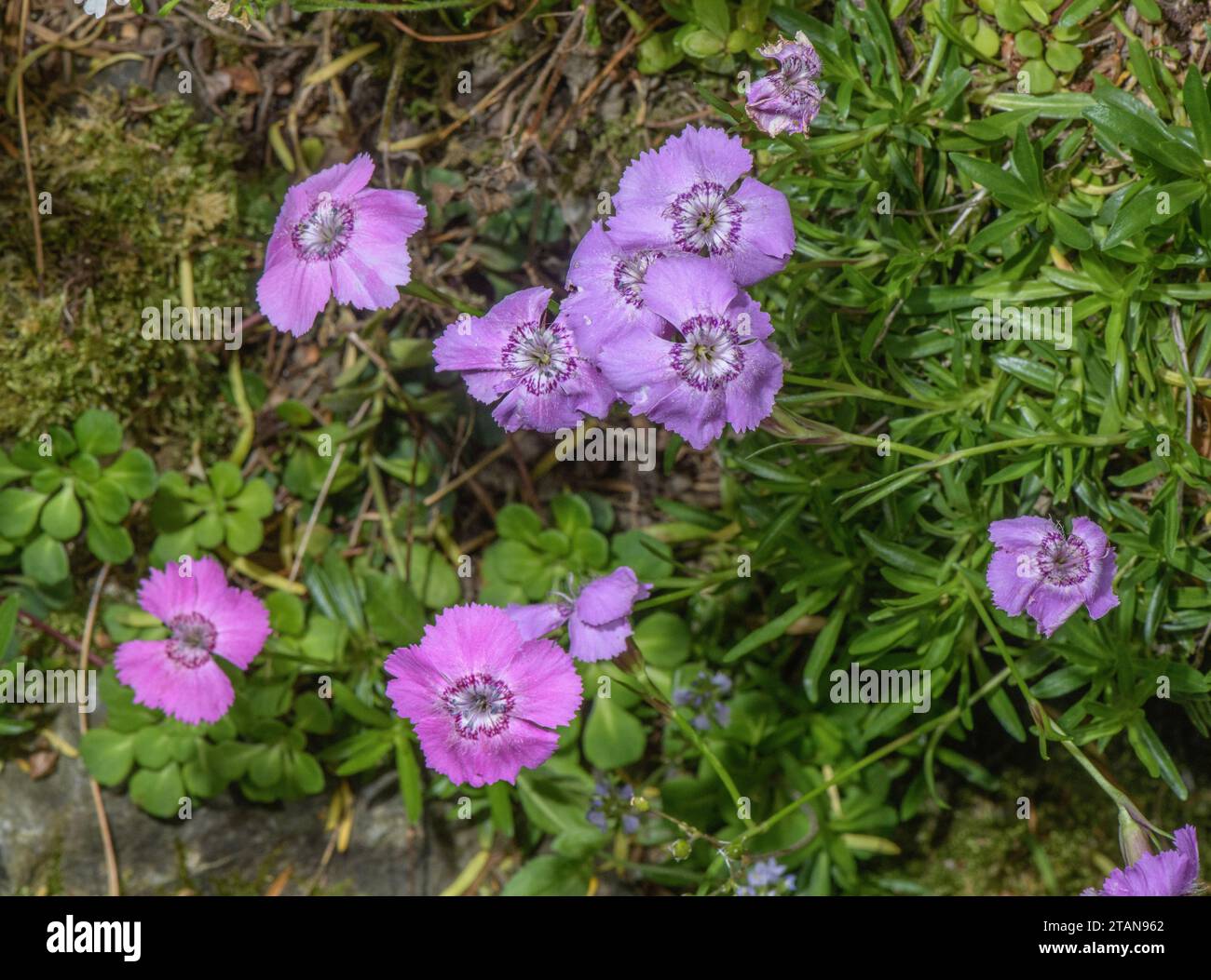 Alpine Pink, Dianthus alpinus, in flower in the Austrian Alps. Stock Photo