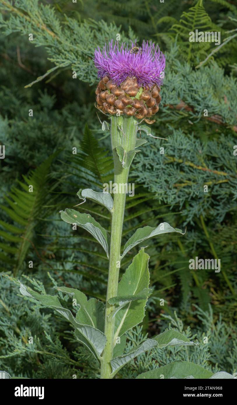 Giant Knapweed, Leuzea rhapontica, in flower, Swiss Alps. Stock Photo