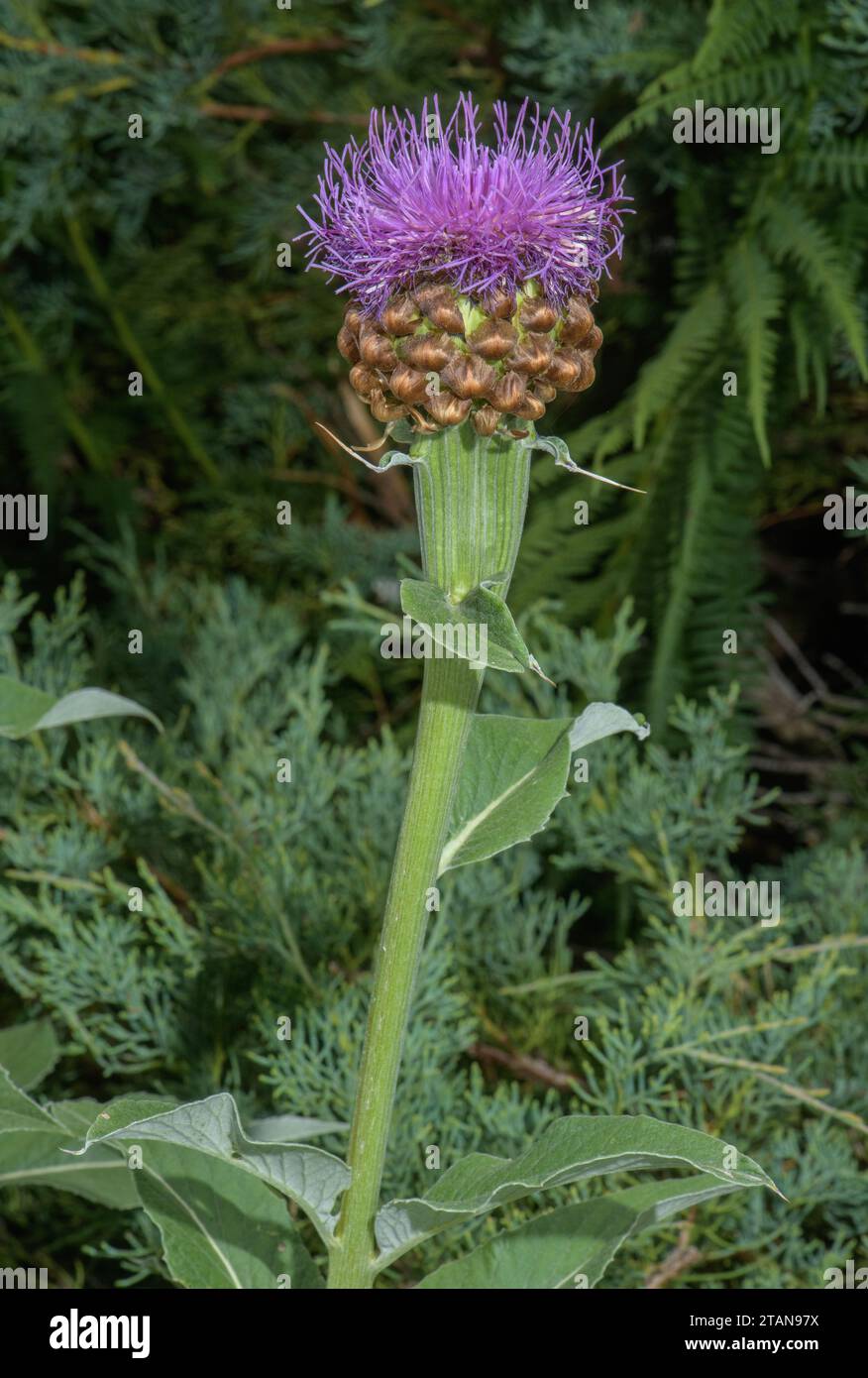 Giant Knapweed, Leuzea rhapontica, in flower, Swiss Alps. Stock Photo