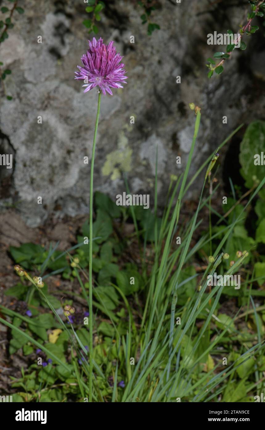 Allium heldreichii, in flower in Greece. Stock Photo
