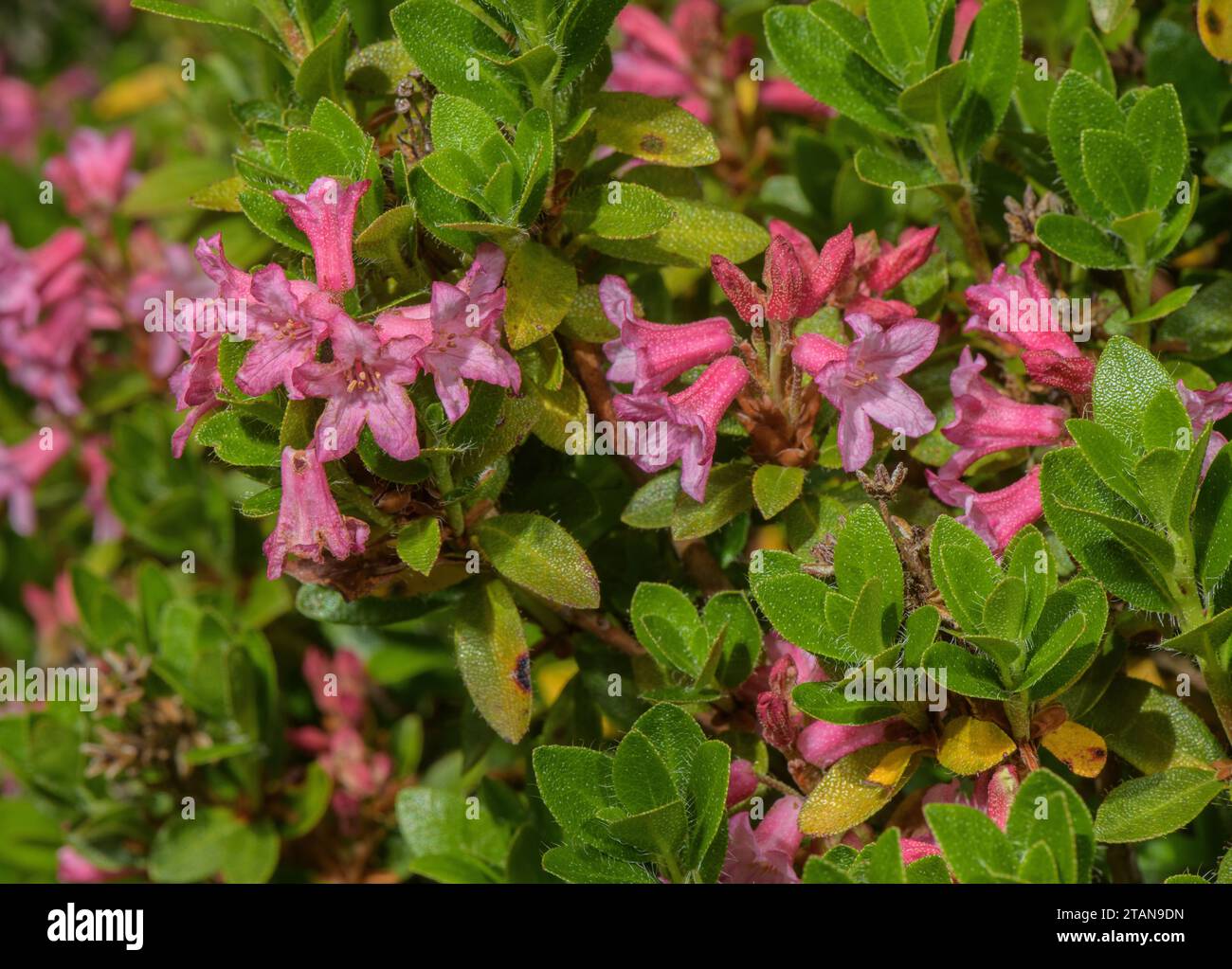 Hairy Alpenrose, Rhododendron hirsutum in flower. Stock Photo