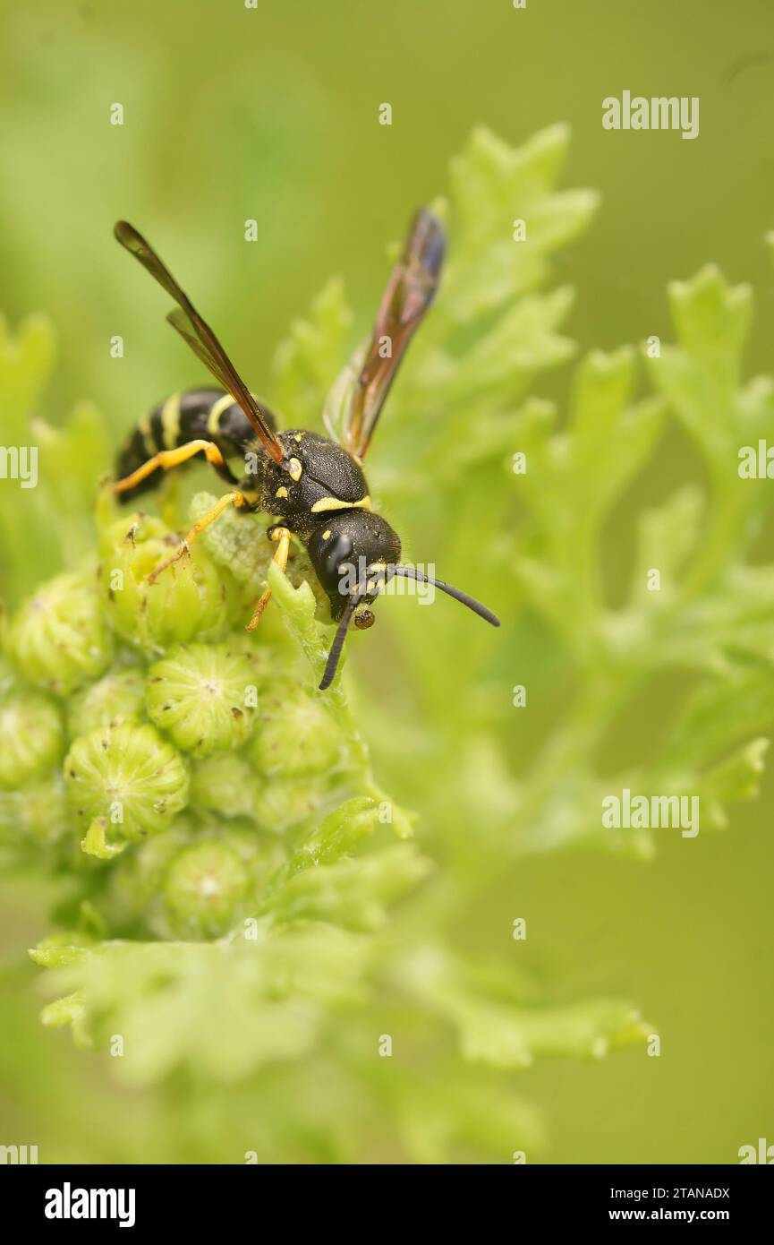 Natural vertical closeup on a predatory wasp, Gymnomerus laevipes, with a caterpillar as prey in it's mouth Stock Photo