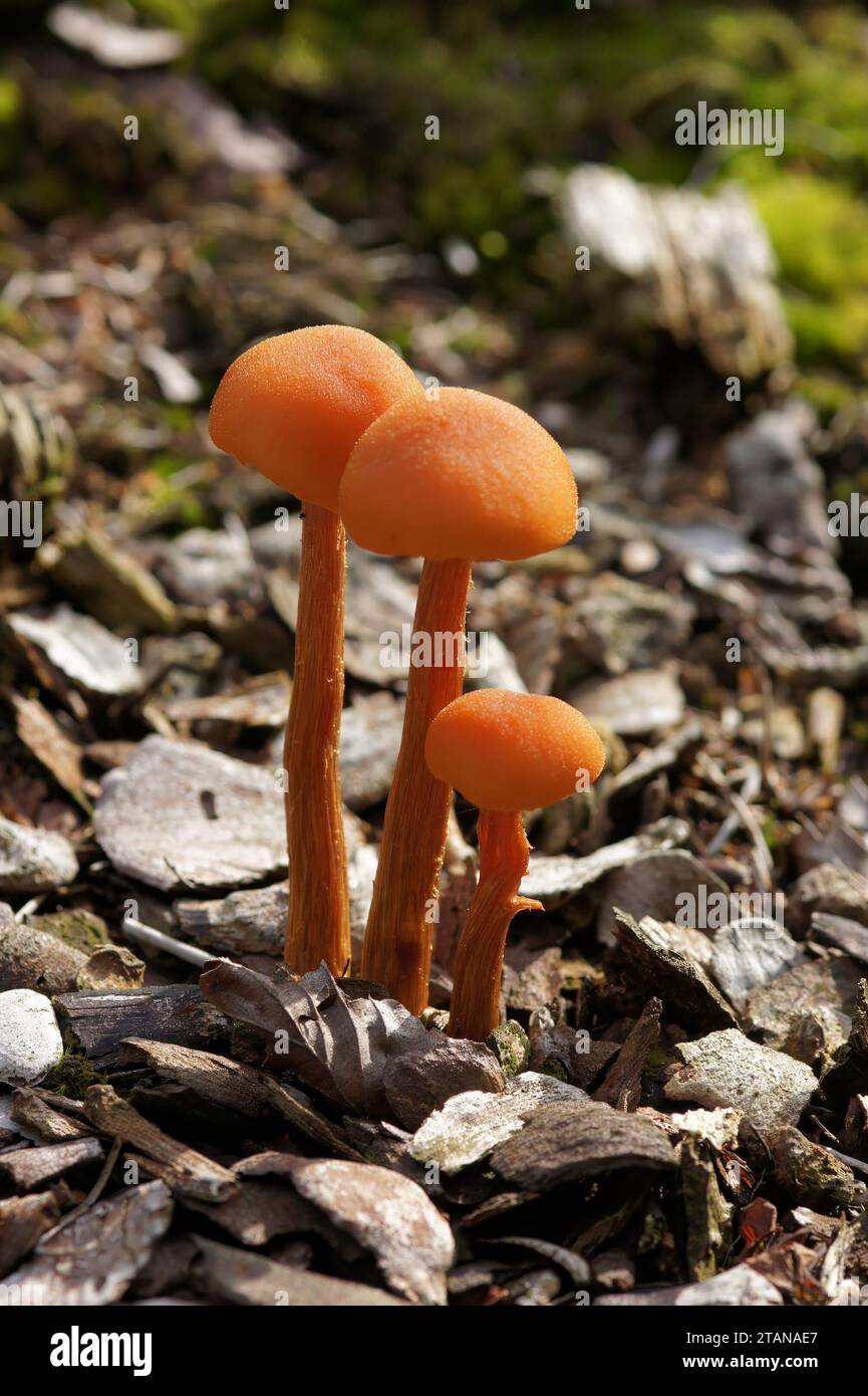 Natural vertical closeup on a cluster of emerging edible orange colored Scurfy Deceiver mushrooms, Laccaria proxima Stock Photo