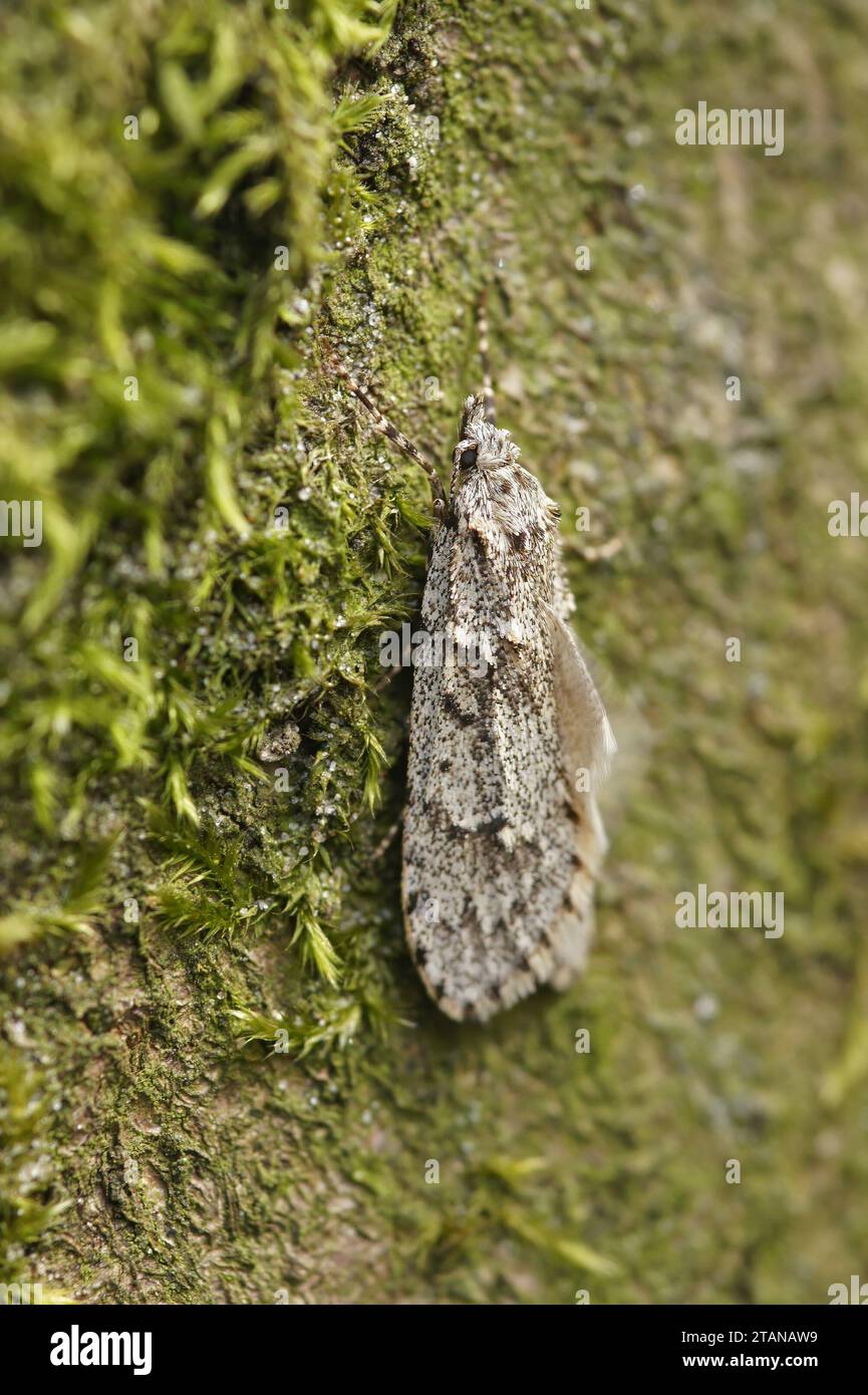 Detailed vertical closeup on a male of the March dagger moth, Diurnea fagella hanging on a tree-trunk in he forest Stock Photo