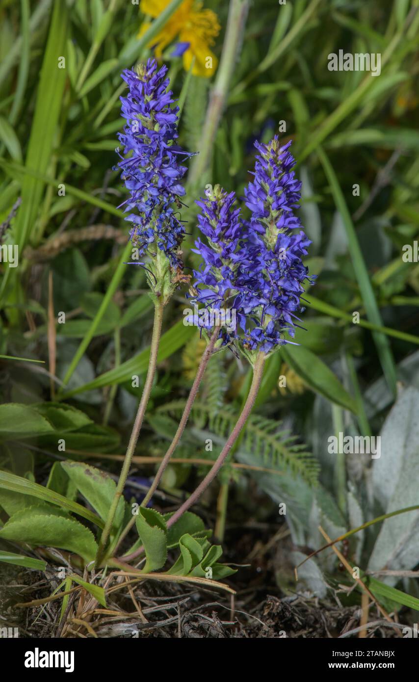 Allioni's Speedwell, Veronica allionii in flower in the French Alps. Stock Photo