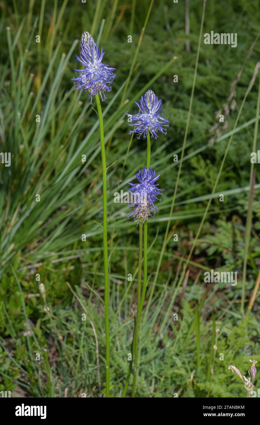 Betony-leaved Rampion, Phyteuma betonicifolium in flower in the french Alps. Stock Photo