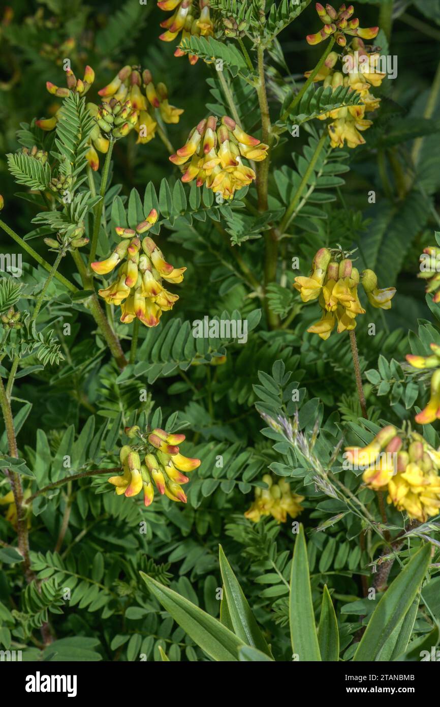 Mountain lentil, Astragalus penduliflorus, in flower in the French Alps. Stock Photo