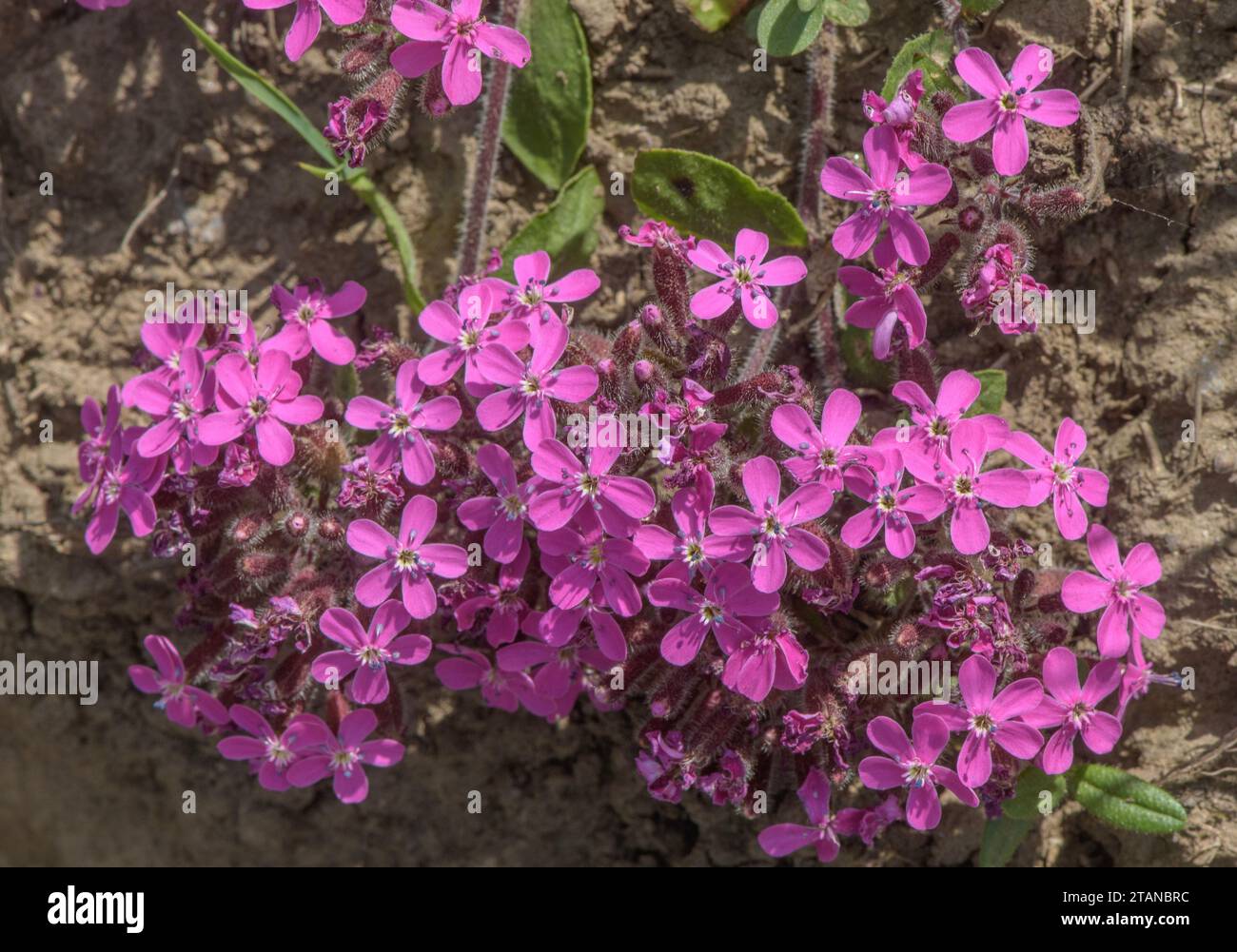 Rock soapwort, Saponaria ocymoides, in flower in the french Alps. Stock Photo