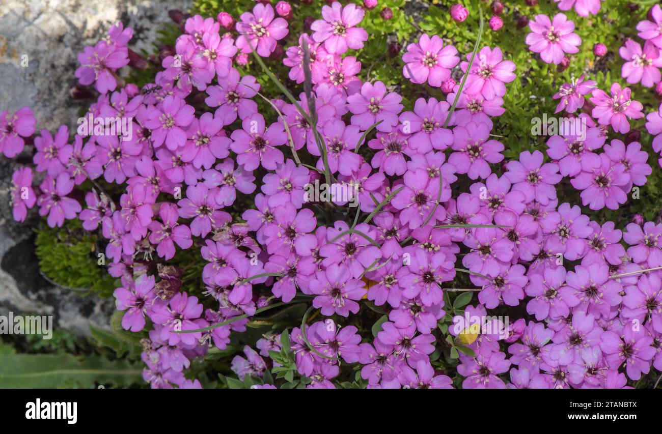 Moss campion, Silene acaulis, cushion in flower, high in the French Alps. Stock Photo