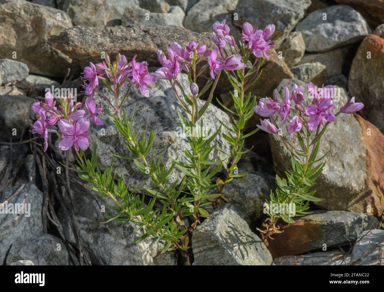 Alpine Willowherb, Epilobium fleischeri, in flower on alpine scree. French Alps. Stock Photo