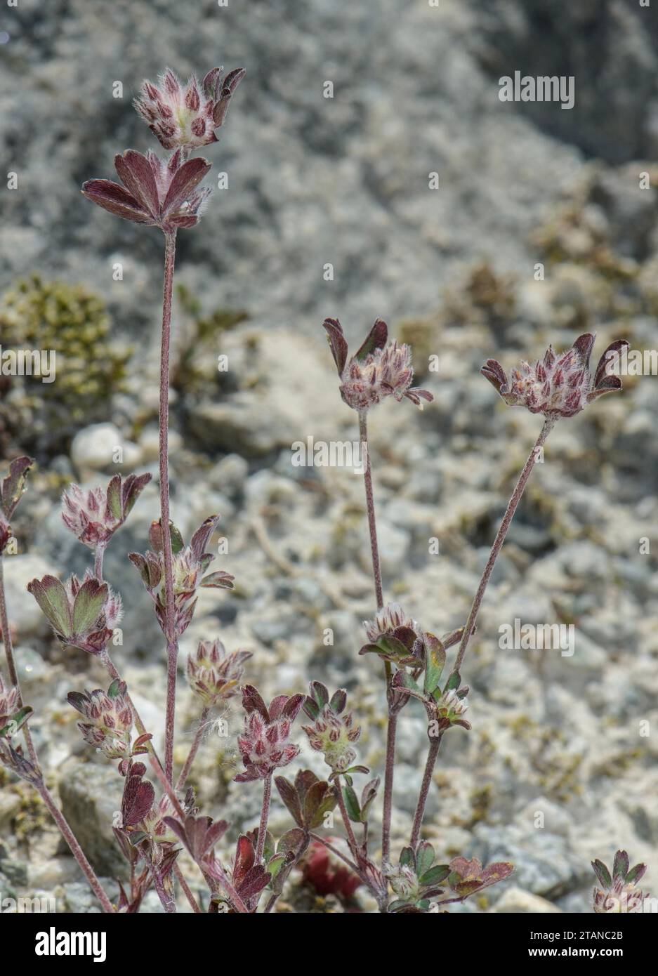 Rock Clover, Trifolium saxatile, in flower on glacial morraine in the French Alps. Stock Photo
