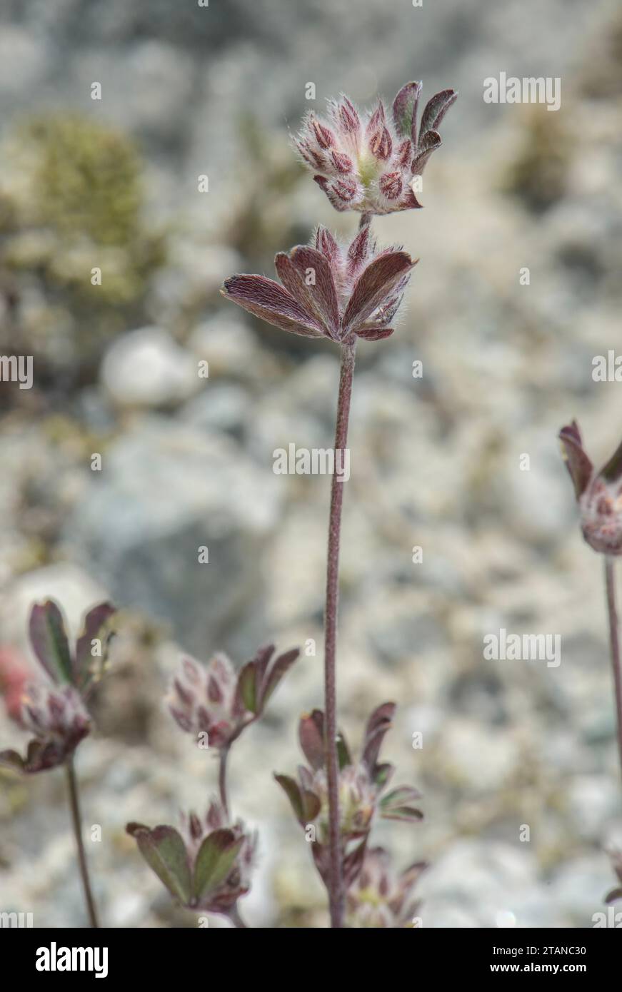 Rock Clover, Trifolium saxatile, in flower on glacial morraine in the French Alps. Stock Photo