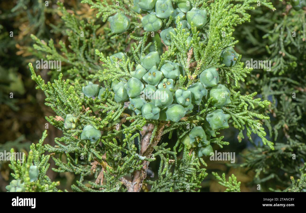 Spanish juniper, Juniperus thurifera, growing in the western French Alps, at Saint Crépin. Female cones. Stock Photo