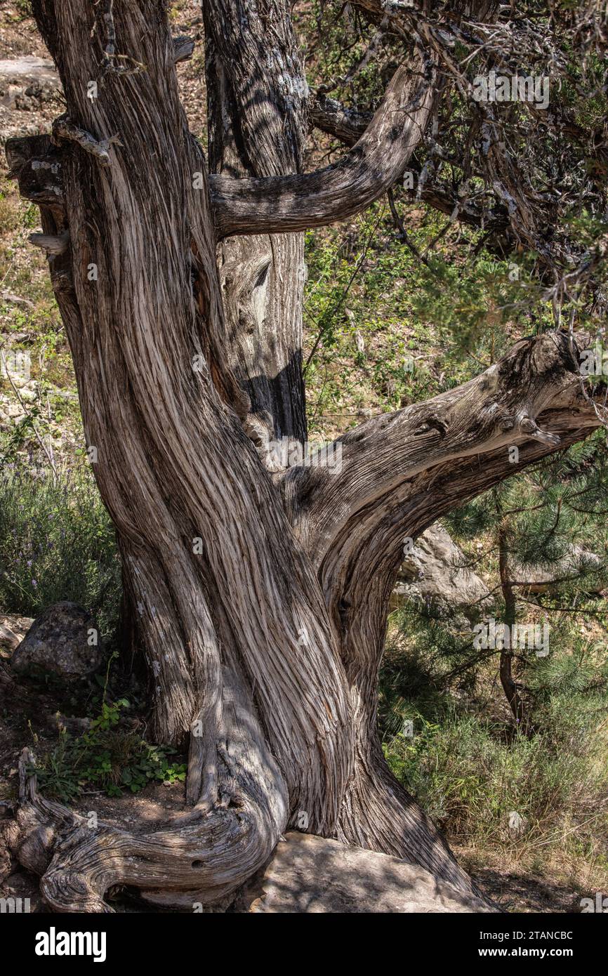 Spanish juniper, Juniperus thurifera, growing in the western French Alps, at Saint Crépin. Stock Photo