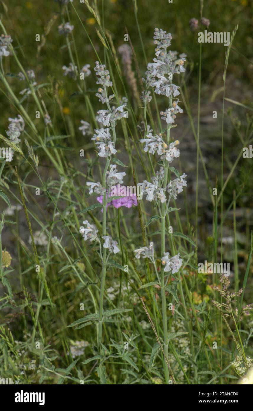 Lesser catmint, Nepeta nepetella, in flower on dry stony bank, French Alps. Stock Photo