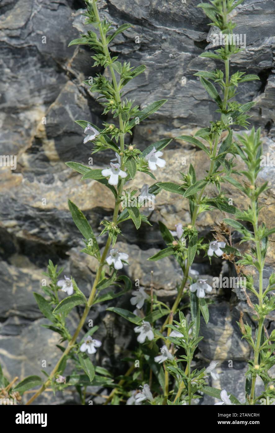 Winter savory, Satureja montana ssp. montana in flower in dry grassland. Stock Photo