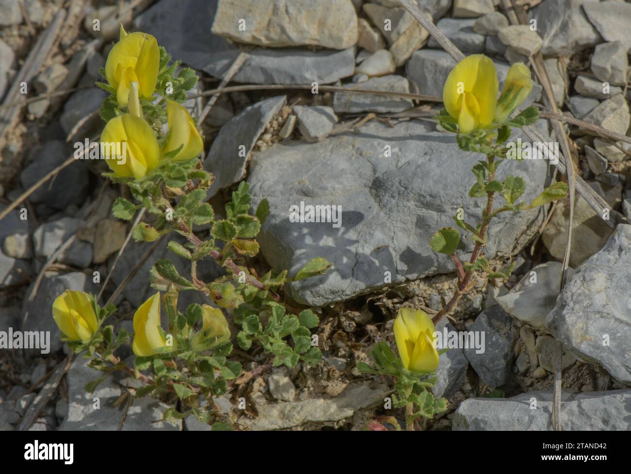 A yellow restharrow, Ononis pusilla, at 1900m, Maritime Alps. Stock Photo