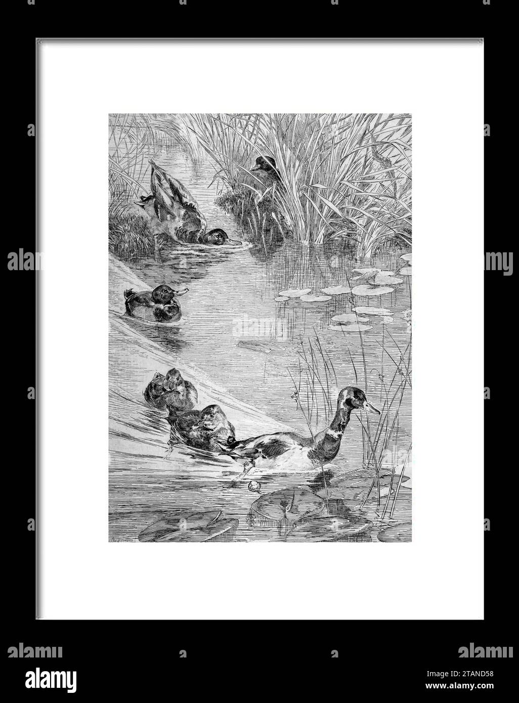 Йbats de canards Fйlix Bracquemond (French, Paris 1833-1914 Sиvres) Date: 1850-1914. Etching; first state of four. Sheet: 16 1/8 Ч 11 5/8 in. (41 Ч 29 Stock Photo