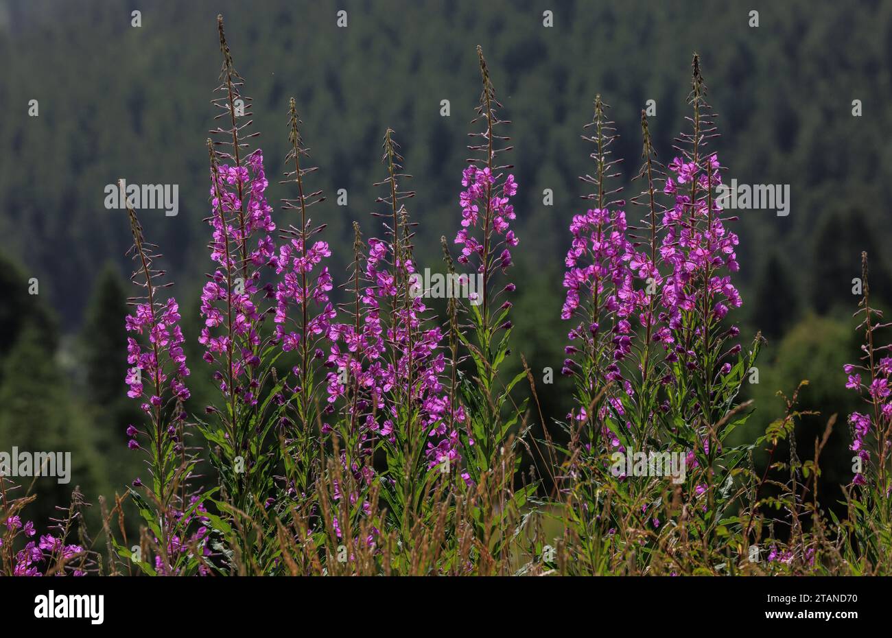 Clump of Rosebay Willow-herb, Chamerion angustifolium, in the Maritime Alps. Stock Photo