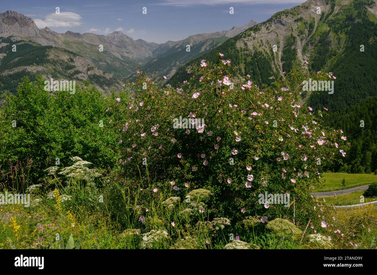 Mountain Rose, Rosa montana, in flower in the Maritime Alps. Stock Photo