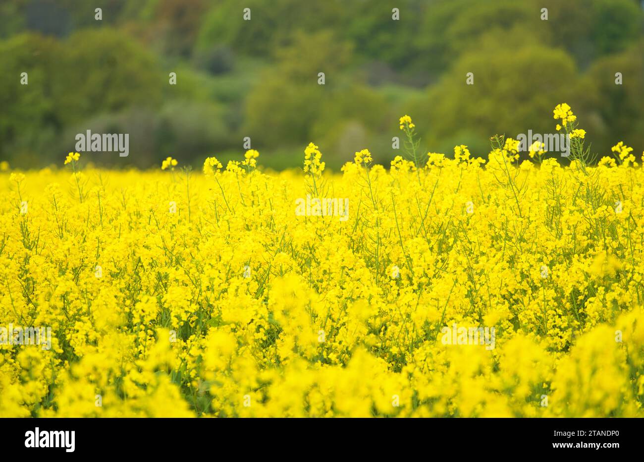 Sunflower Fields in Southwest France. Stock Photo