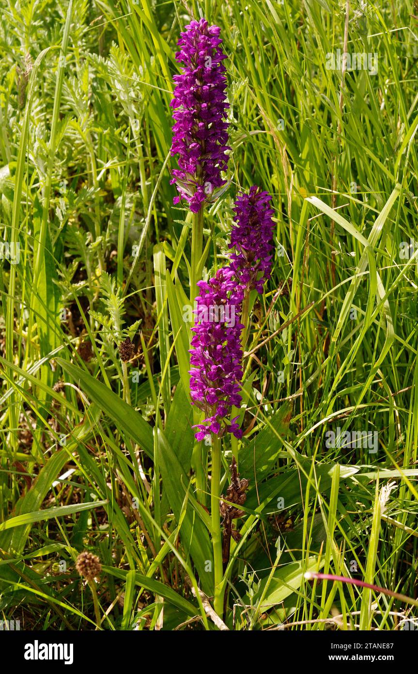 Dactylorhiza purpurella 'Northern Marsh-orchid' Stock Photo