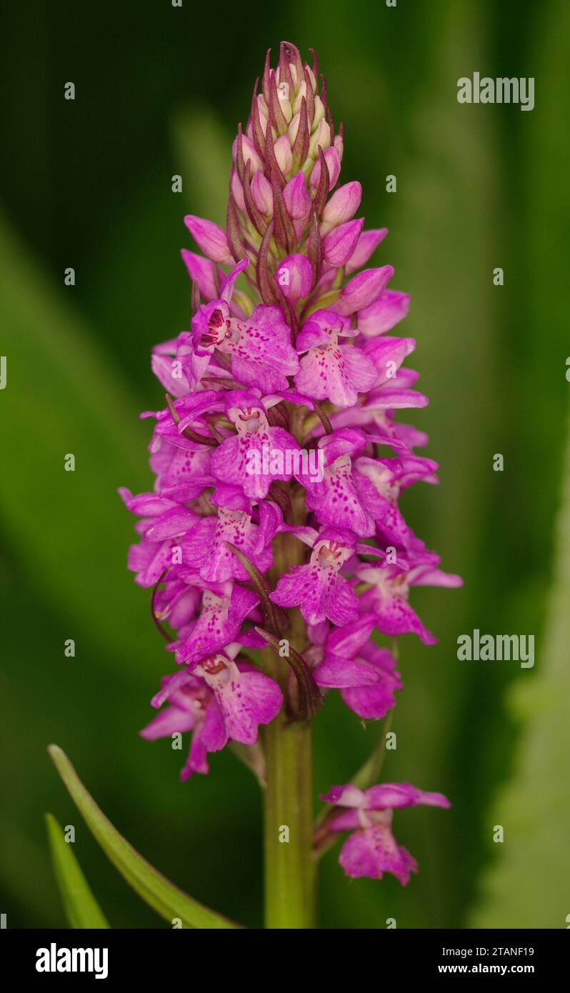 Dactylorhiza praetermissa 'Southern marsh-orchid' Stock Photo