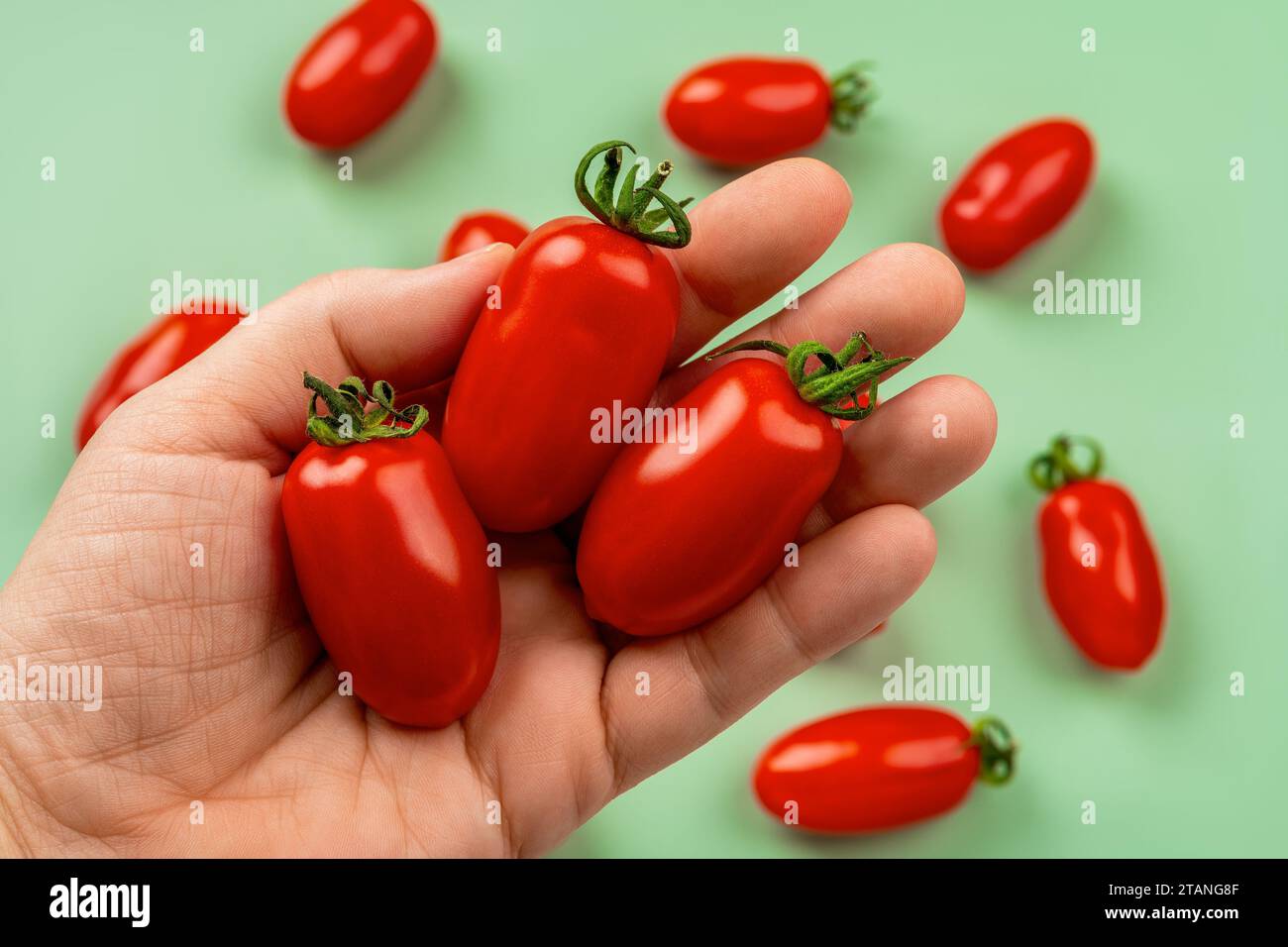 Raw Ornela cherry tomatoes on a woman handpalm over green background. Female hand holds three small bottle shaped tomatoes closeup. Organic vegetables Stock Photo