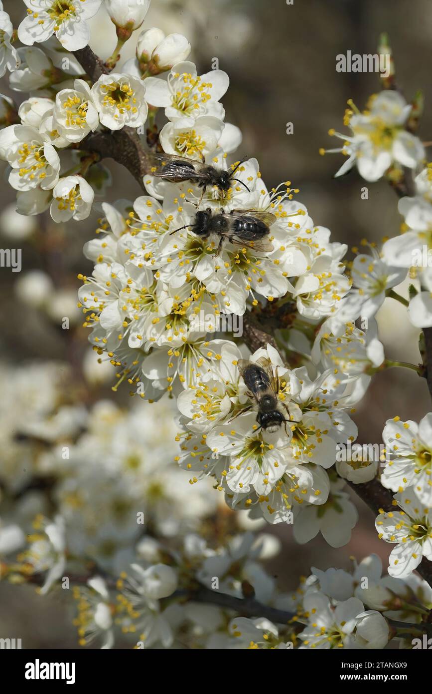 Natural veritcal closeup on 3 male Grey-backed mining bee, Andrena vaga sitting on a rich white blossoming blackthorn, Prunus spinosa Stock Photo