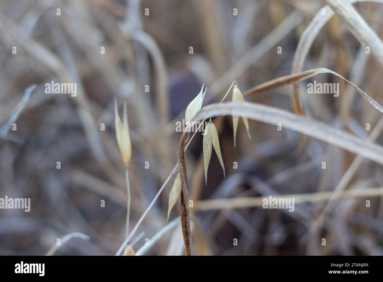 Dry wild grass in a field. Rural background. Close up, low view. Stock Photo