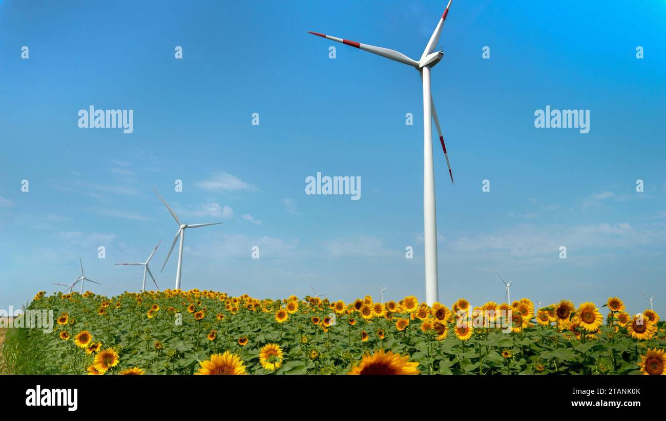 Beautiful sunflower field on a windy sunny day with spinning wind ...