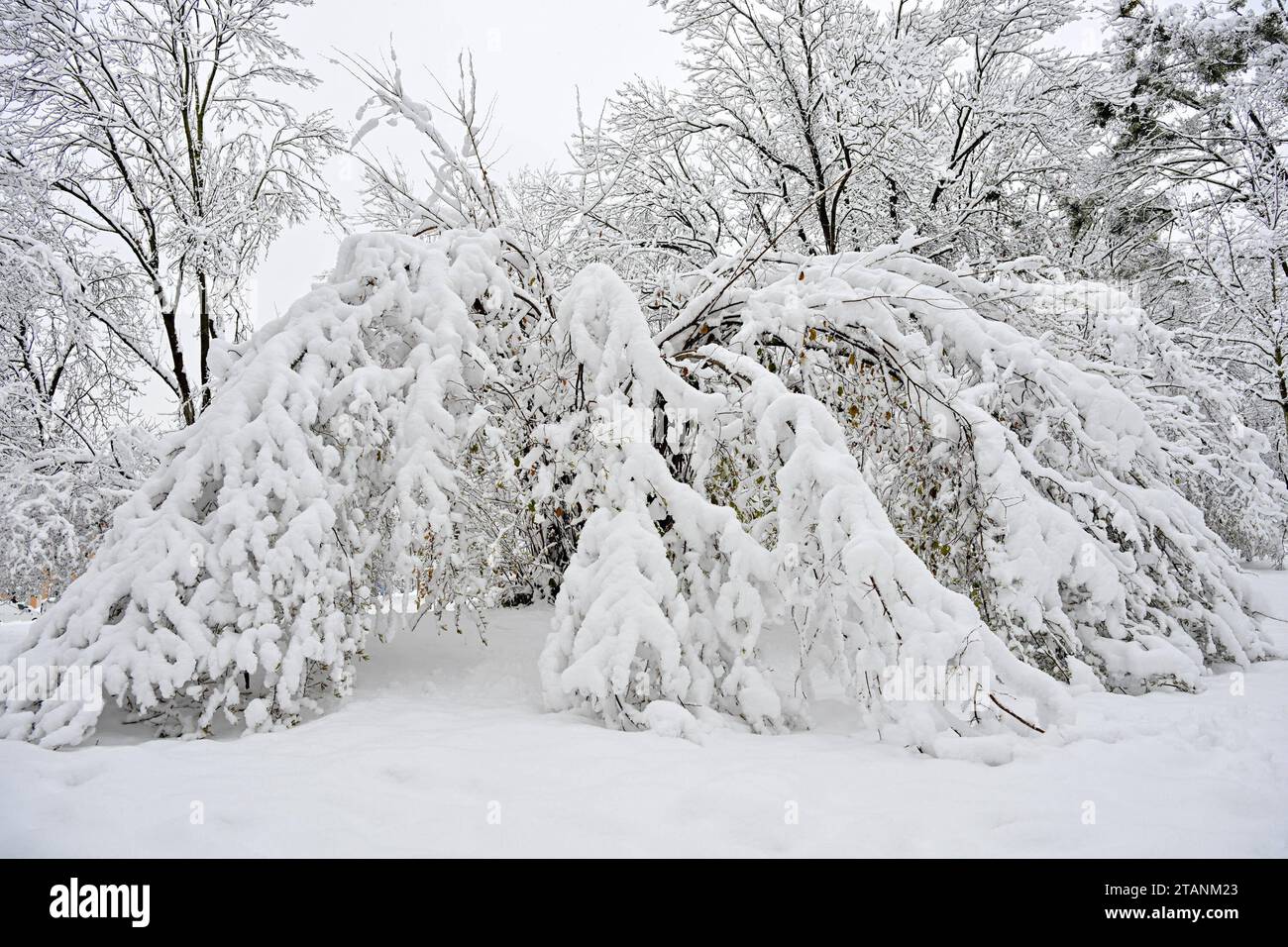 Linz, Schnee 02.12.2023, Linz, AUT, Schnee, im Bild Schneefall, Winter ...