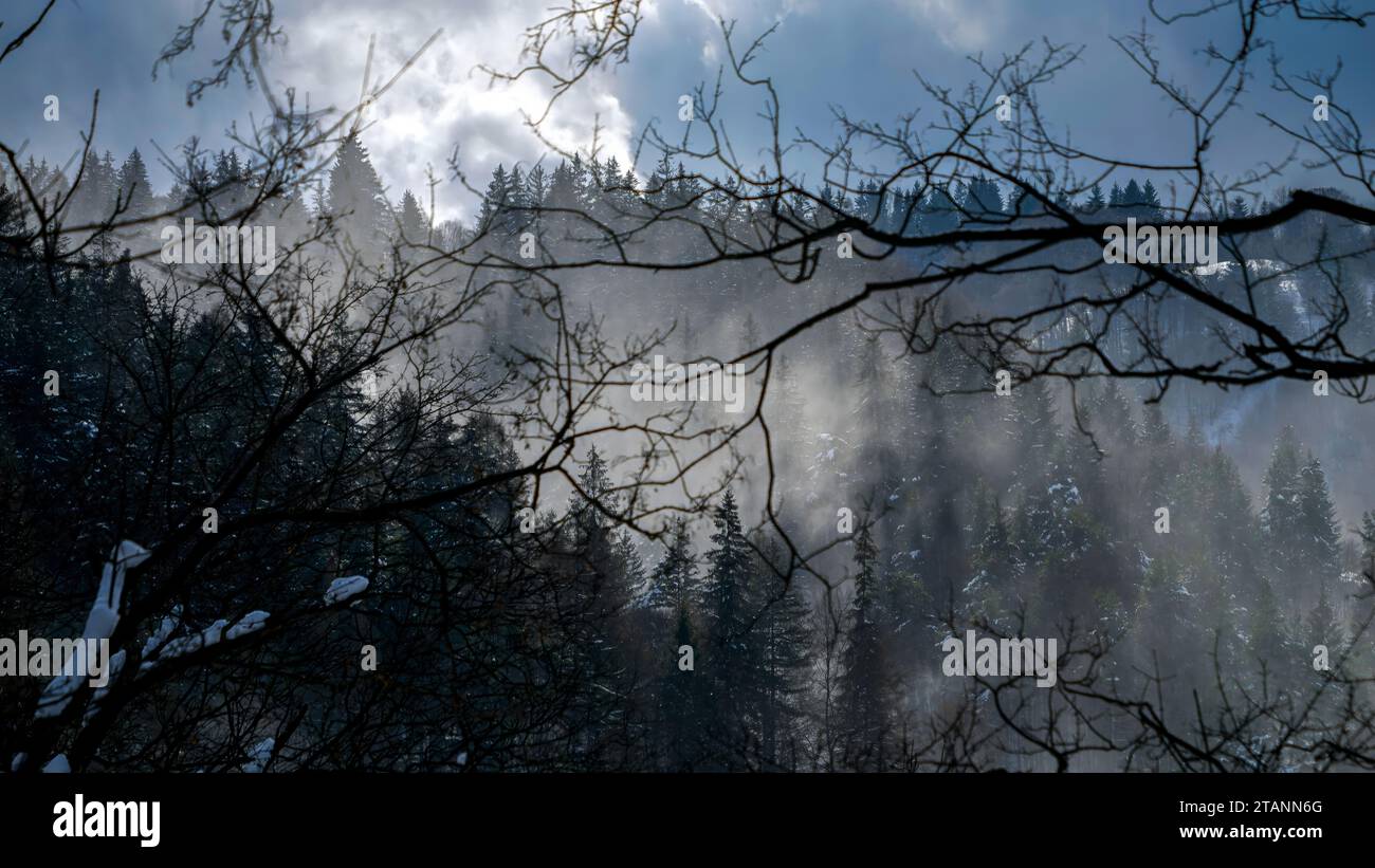 Heavy fog over forest aerial hi-res stock photography and images - Alamy