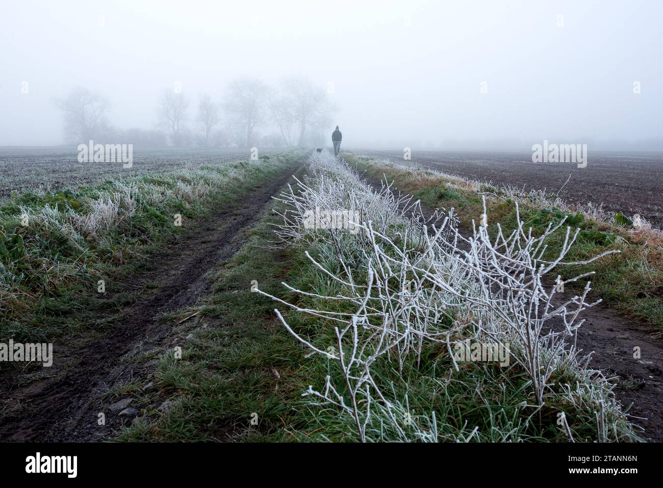 Bingham, Nottinghamshire, UK. 2nd December 2023.  A dog walker in foggy and frosty conditions in Bingham, Nottinghamshire. Neil Squires/Alamy Live News Stock Photo