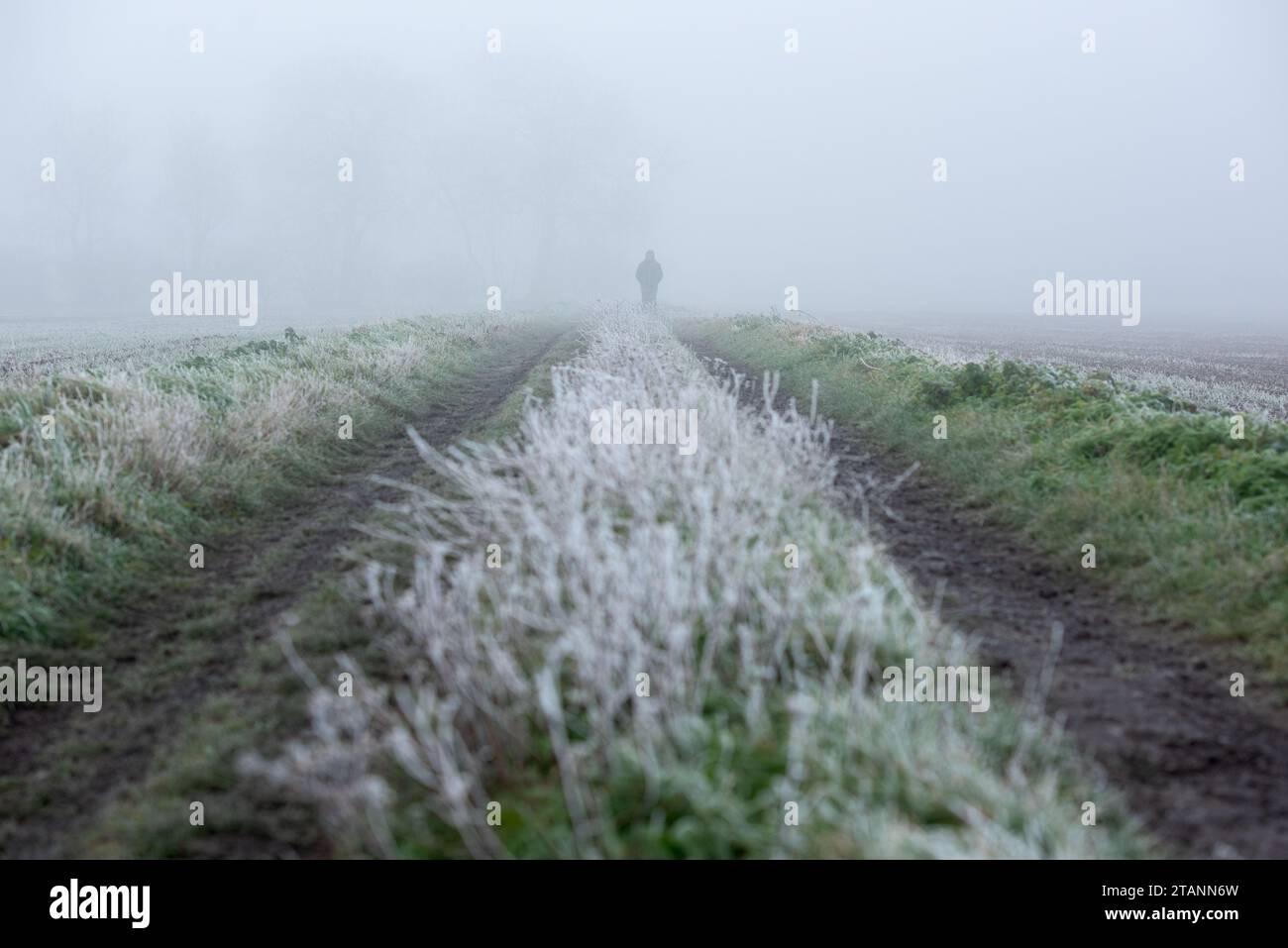 Bingham, Nottinghamshire, UK. 2nd December 2023.  A walker in foggy and frosty conditions in Bingham, Nottinghamshire. Neil Squires/Alamy Live News Stock Photo