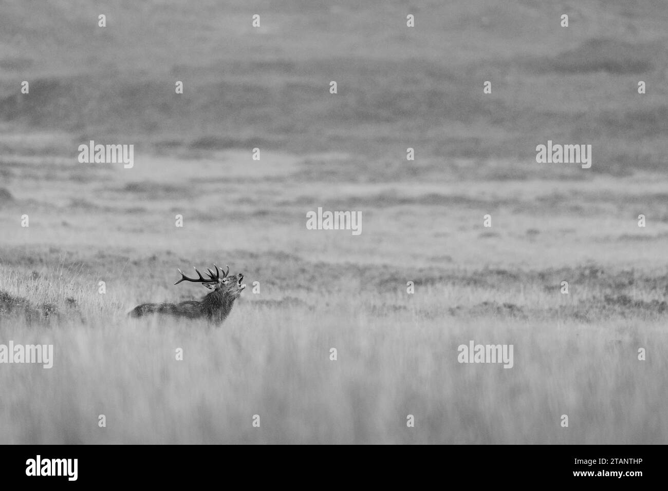 Red Deer stag in the Scottish Highlands. Stock Photo