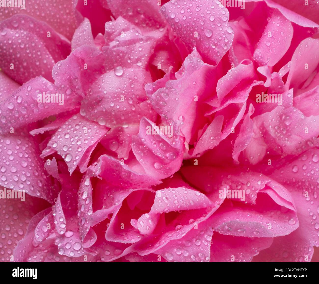 wet pink peony, petals close-up, background of pink flower petals. High quality 4k footage Stock Photo