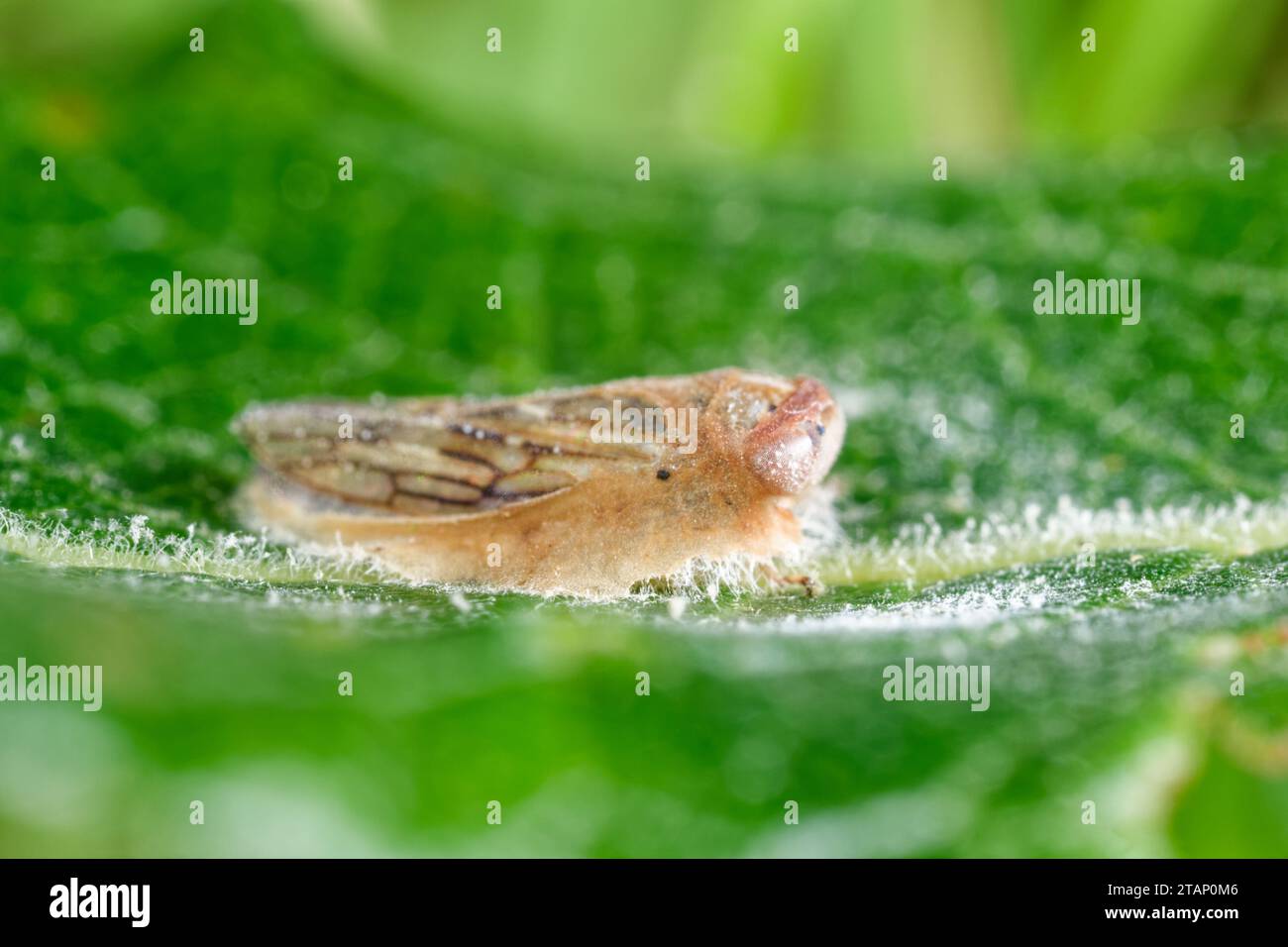 Parasite fungus (Zoophthora) growing on a leafhopper Stock Photo