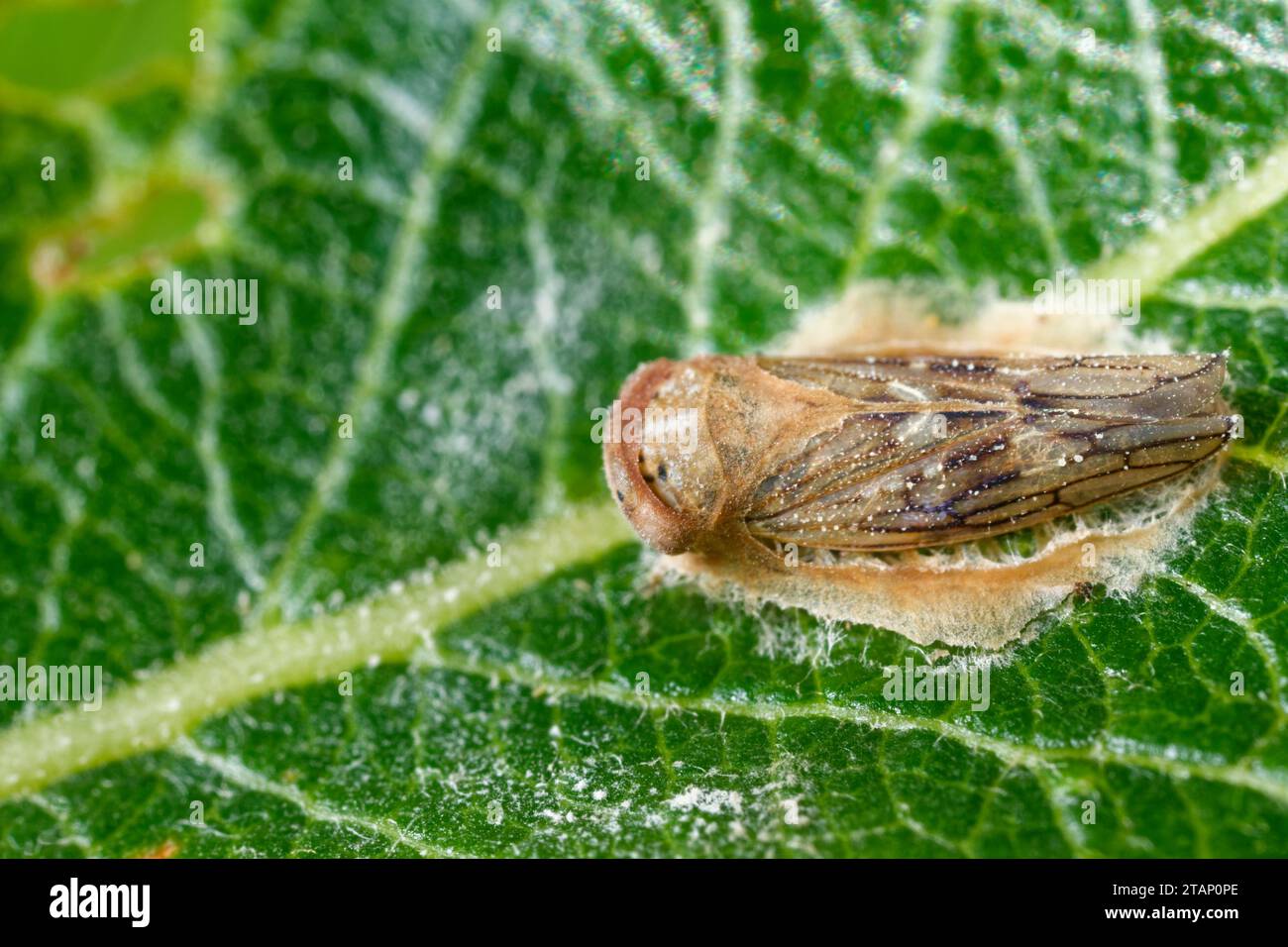 Parasite fungus (Zoophthora) growing on a leafhopper Stock Photo