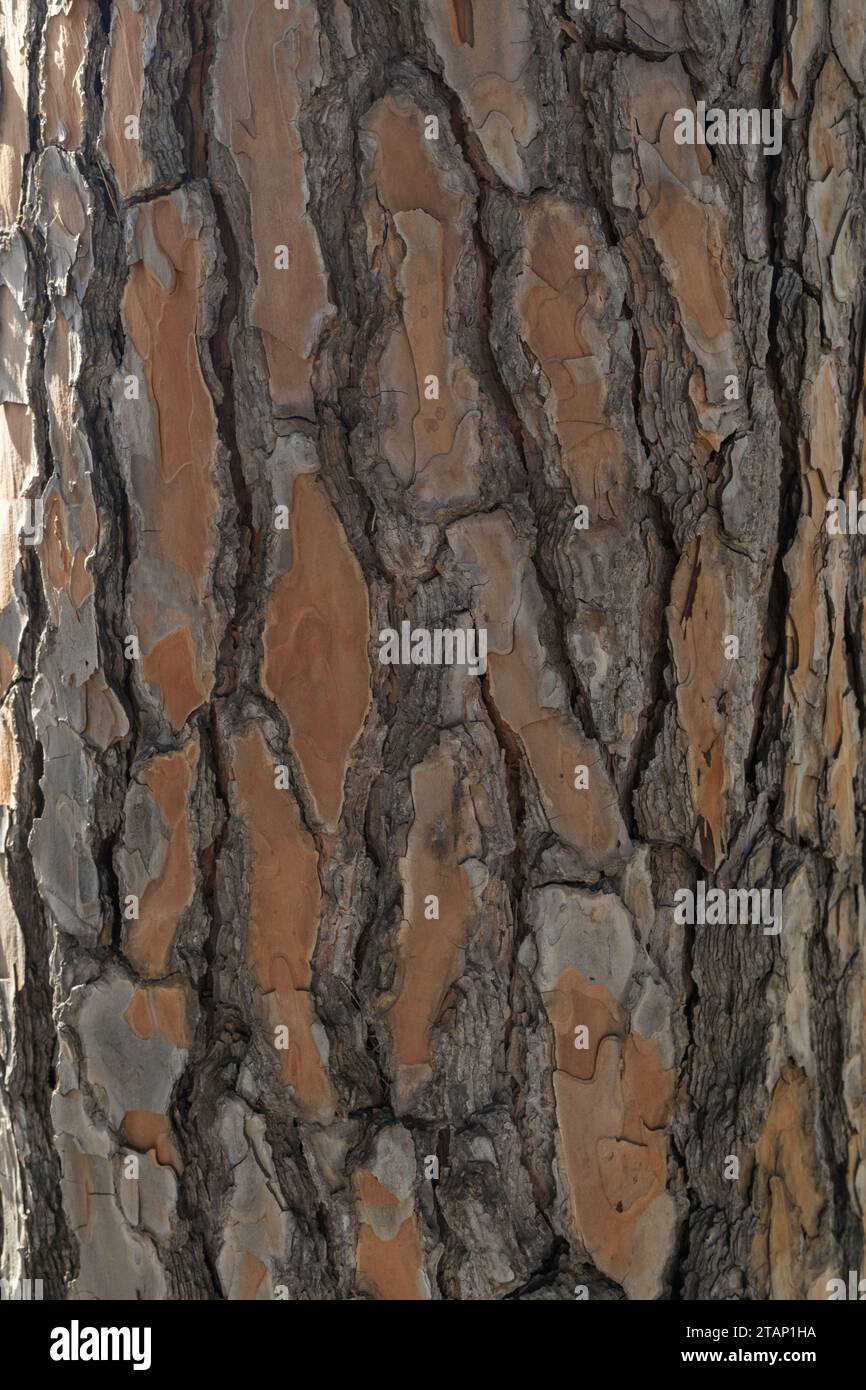 Texture of pine bark on a tree, background photo Stock Photo - Alamy