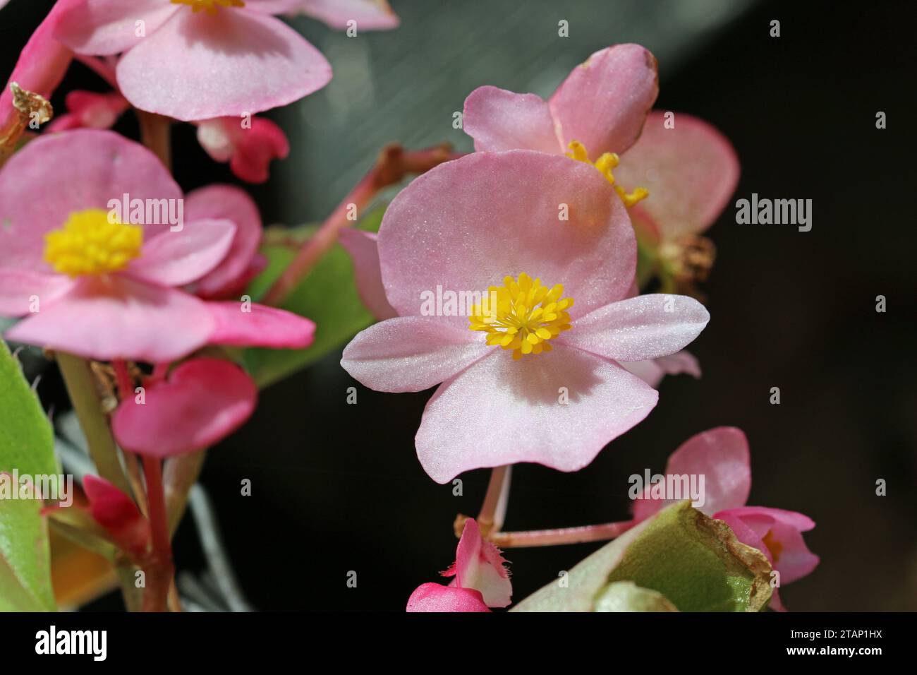 Pink single flowered begonia flowers in close up with a background of blurred leaves. Stock Photo