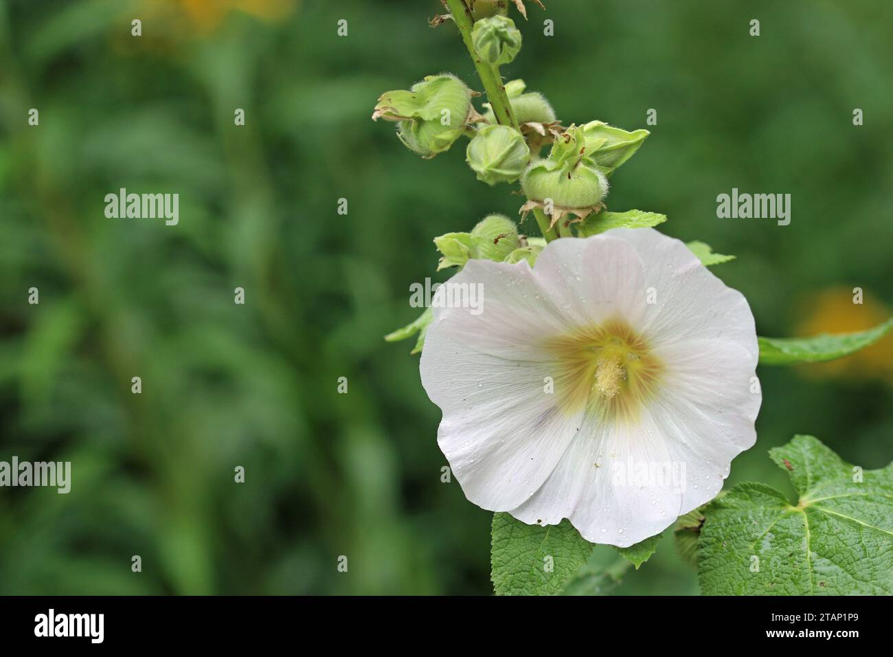 White single hollyhock with green centre, Alcea rosea of unknown variety, flower with a blurred background of leaves. Stock Photo