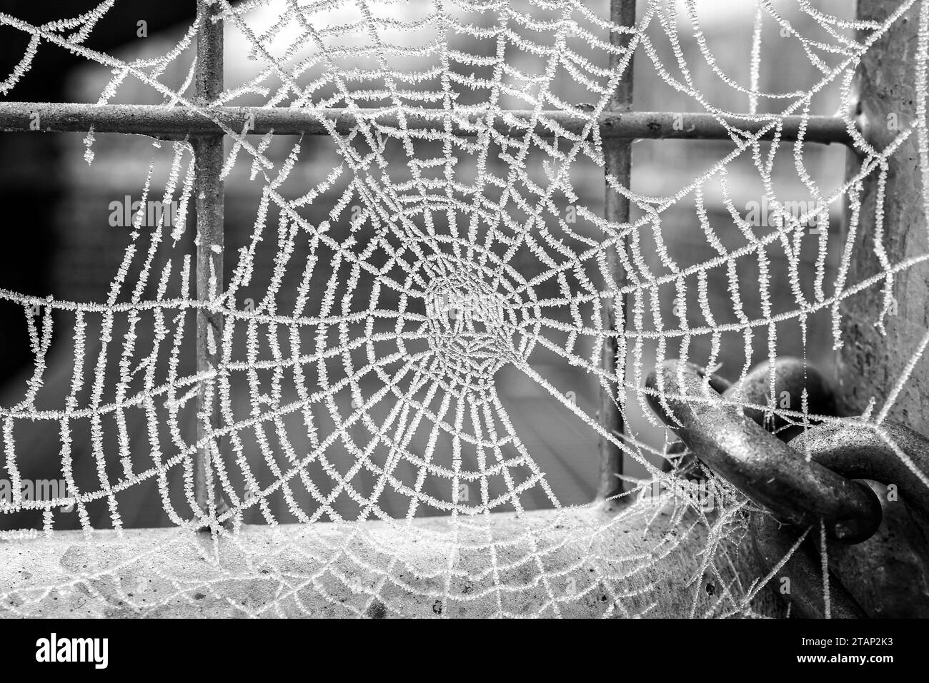 Close up of spiders web coated in glistening hoare frost - black and white Stock Photo