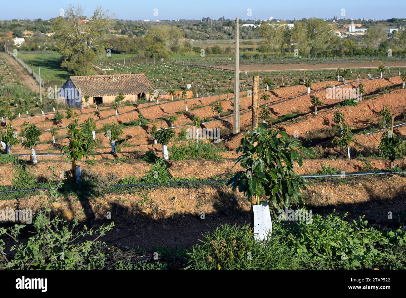 PORTUGAL, Algarve, Lagos, Avocado tree plantation with drip irrigation