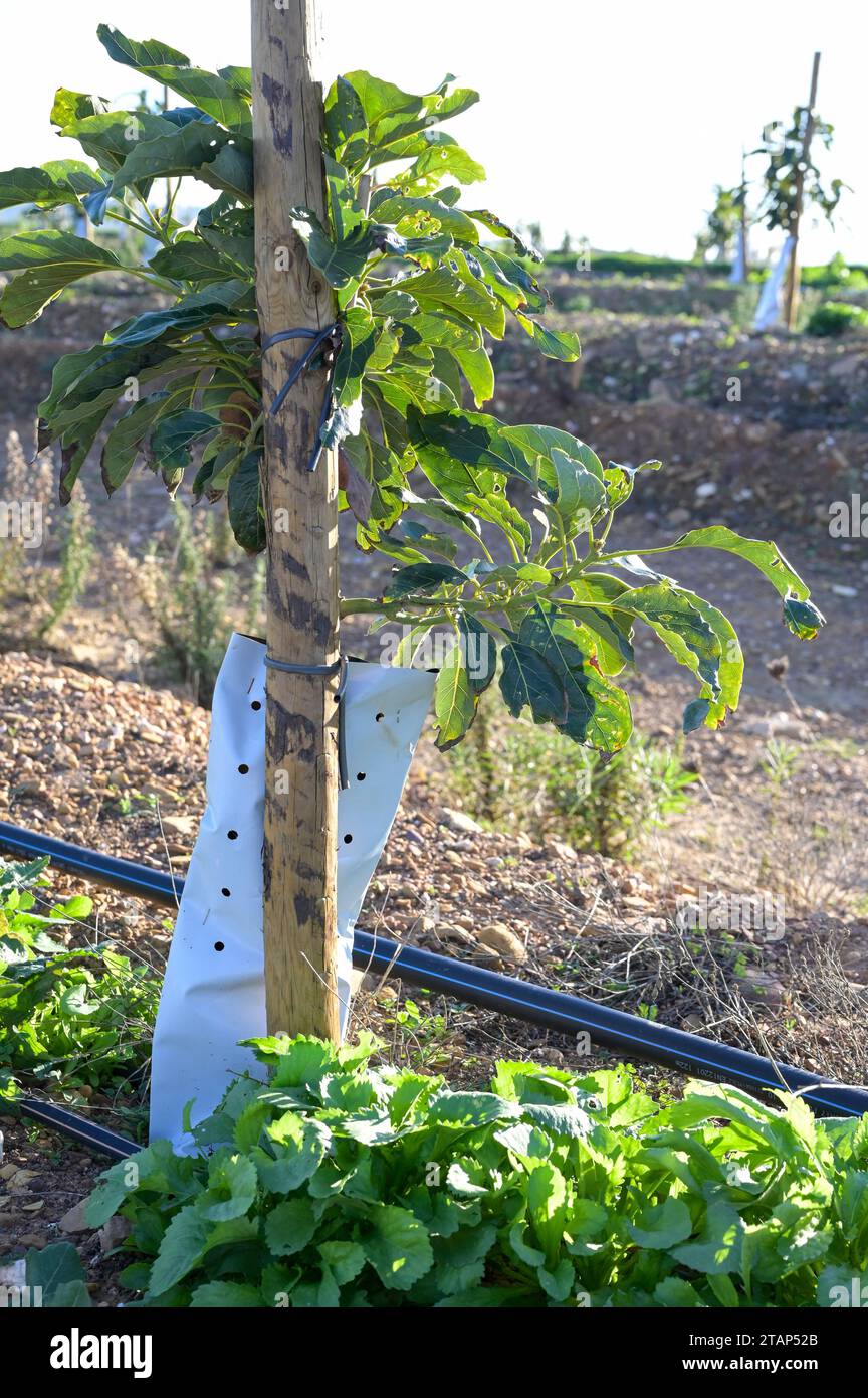 PORTUGAL, Algarve, Lagos, Avocado tree plantation with drip irrigation